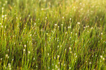 A field of beautiful green sedge grass in morning light. Marsh landscape on Northern Europe. Beautiful swamp landscape.