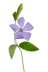 Periwinkle flower isolated on white background