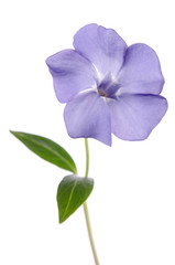 Periwinkle flower isolated on white background