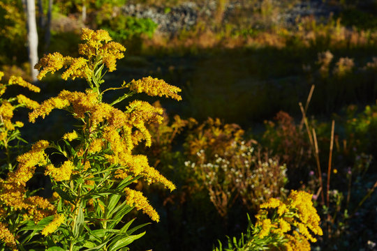 The Canada goldenrod (Solidago altissima), close-up,  Colgate Lake Wild Forest, Catskill Park, New York State, USA