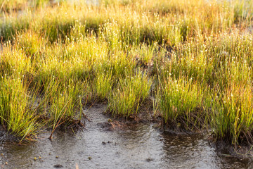 A field of beautiful green sedge grass in morning light. Marsh landscape on Northern Europe. Beautiful swamp landscape.
