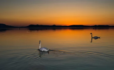 Photo sur Aluminium Cygne swans in sunset