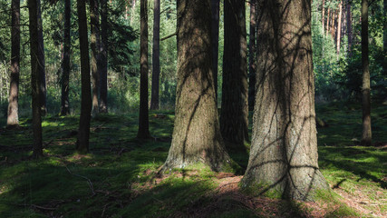 Obraz premium FOREST - Sunny afternoon in the coniferous forest