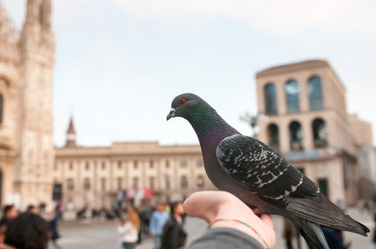 Pigeon standing in the hand.