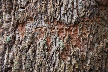 grunge texture of barking tree as background