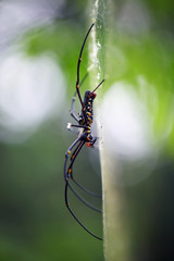 tropical spider on cobweb with beautiful bokeh background.