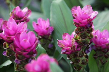Obraz premium close up of colorful siam tulip flower