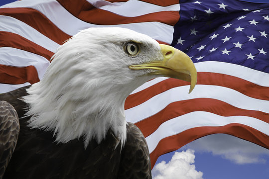 American Eagle with US Flag