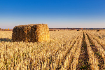 Fototapeta premium Bales of hay scattered around on field