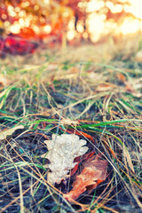 Fallen colorful maple leaves lying on the grass