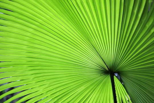 Fototapeta fresh palm leaf texture background