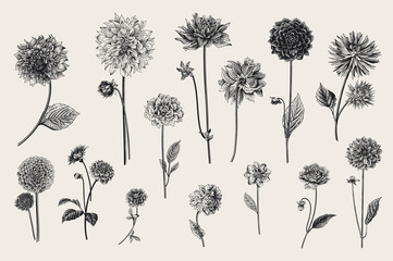 Dahlias set. Botanical vector vintage illustration. Design elements. Black and white - obrazy, fototapety, plakaty