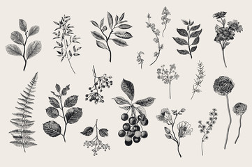 Leaves, flowers and berries set. Botanical vector vintage illustration. Set of florist. Colorful - obrazy, fototapety, plakaty