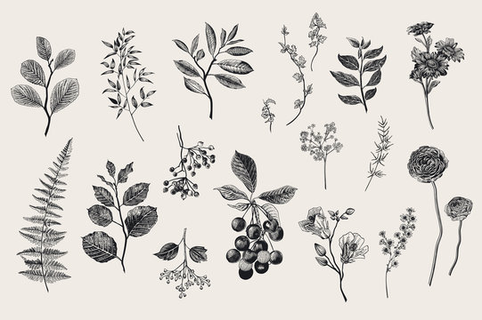 Leaves, flowers and berries set. Botanical vector vintage illustration. Set of florist. Colorful