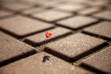 Small red poppy flower growing on tile, asphalt, road