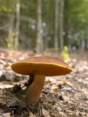 Autumn edible mushrooms in the woods