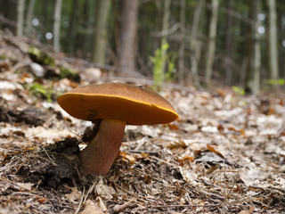 Autumn edible mushrooms in the woods