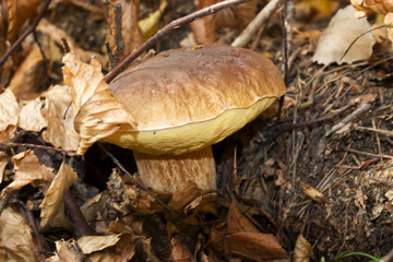 Jesienne jadalne grzyby w leśnej ściółce