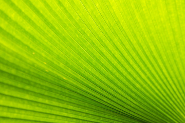 Obraz premium Close up of palm leaves,Green leaf background