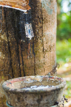 Milky latex extracted from rubber tree Hevea Brasiliensis as a source of natural rubber
