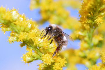 Biene an gelber Blüte