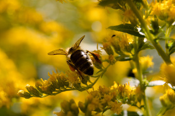 Biene an gelber Blüte