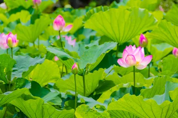 Cercles muraux fleur de lotus The Lotus Flower.Background is the lotus leaf and lotus bud  and lotus flower and tree.Shooting location is Yokohama, Kanagawa Prefecture Japan.