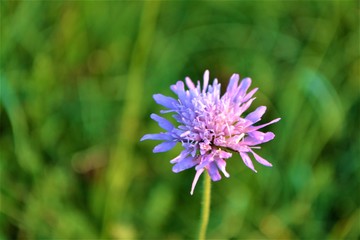 Blume