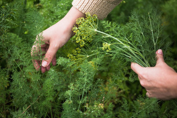 Naklejka na ściany i meble In the hands of fresh dill. Garden of vegetables. Field of fresh green dill.