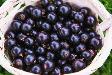 Black currant close-up