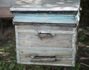 Wooden hive in the apiary