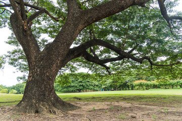 Fototapeta na wymiar Big tree in public park with green grass