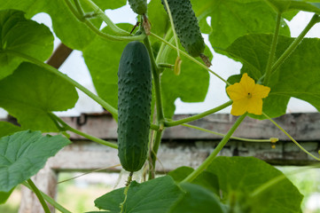Cucumber in the greenhouse.