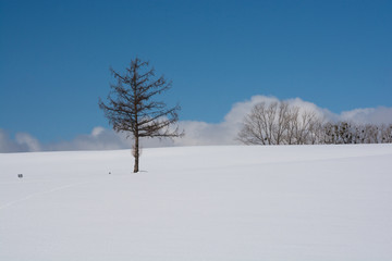 雪原とカラマツの木と青空