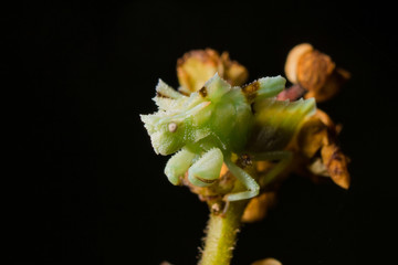 Ambush Bug Waits for Ambush