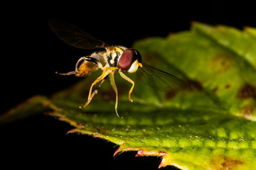 Hover Fly on Leaf