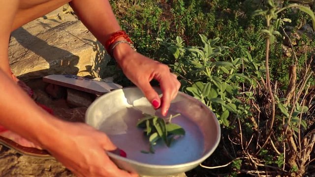 woman picking sage leaves (handheld)