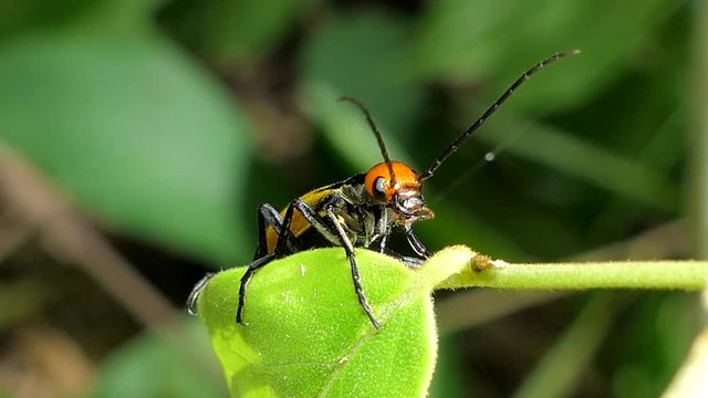 Blister Beetle (Mylabris cichorii Linnaeus) on leaves in tropical rain forest. 