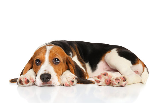 Beagle puppy lying on white background