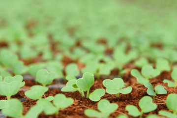 Organic Vegetable farm in greenhouse.
