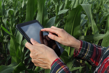Agriculture, farmer examining corn field using tablet