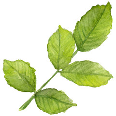 Wildflower rosa flower in a watercolor style isolated. Full name of the plant: roses. Aquarelle wild flower for background, texture, wrapper pattern, frame or border.