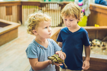 toddlers boy and girl caresses and playing with turtle in the petting zoo. concept of...
