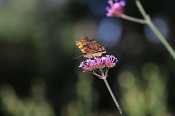 papillon