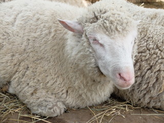 Sheep breed - Soviet