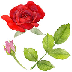 Fototapeta premium Wildflower rosa flower in a watercolor style isolated. Full name of the plant: roses. Aquarelle wild flower for background, texture, wrapper pattern, frame or border.