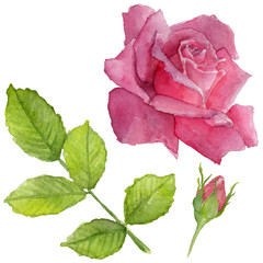 Fototapeta premium Wildflower rosa flower in a watercolor style isolated. Full name of the plant: roses. Aquarelle wild flower for background, texture, wrapper pattern, frame or border.