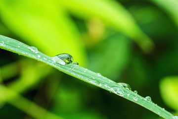 Dew drops on grass   fresh leaves  in  nature