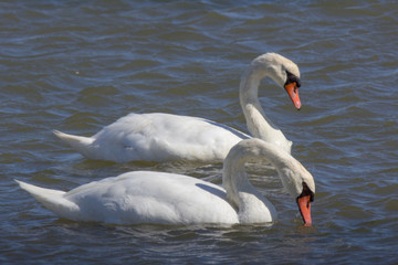 Coppia di cigni