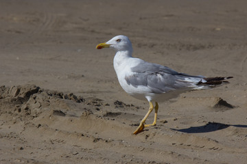 Gabbiano in spiaggia